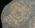 Dactylioceras Ammonites - Posidonia Shale #11126-1